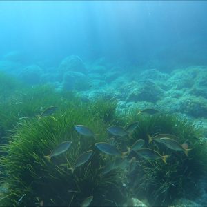 Snorkeling_15