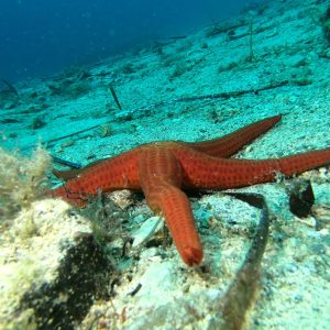 Snorkeling Isola d'Elba