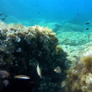 Snorkeling Isola d'Elba